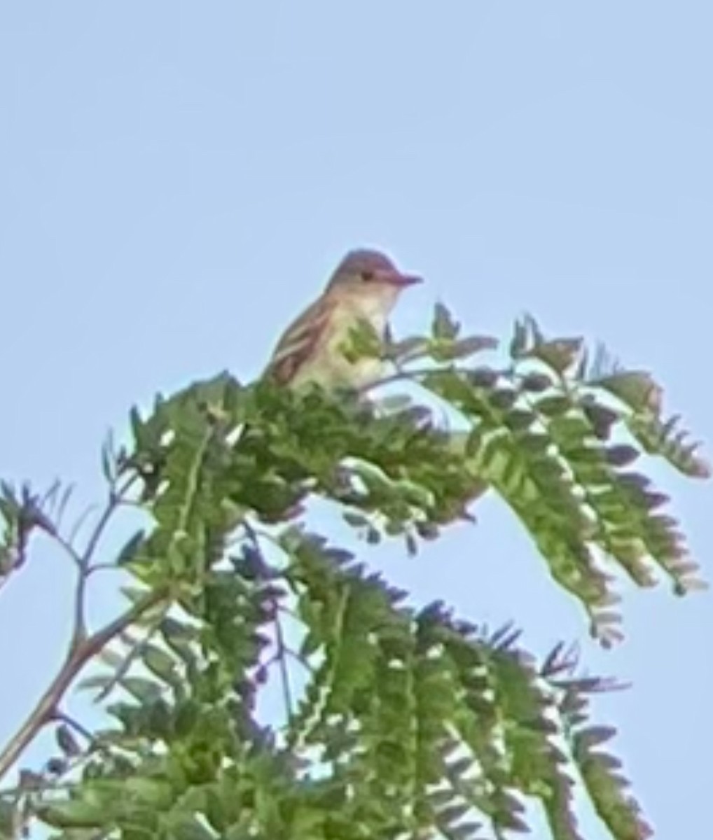 Willow Flycatcher - ML621675023