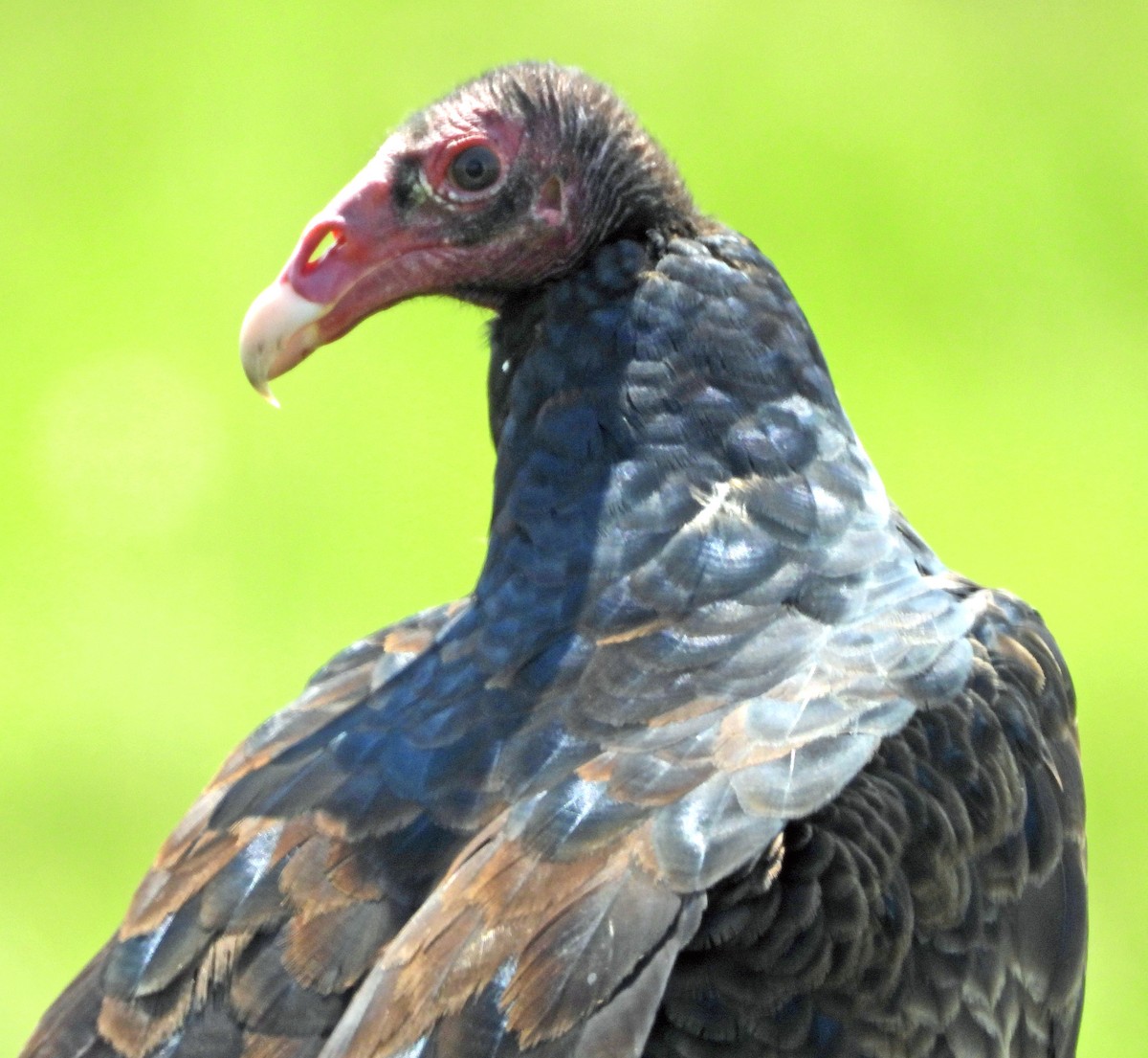 Turkey Vulture - ML621675033