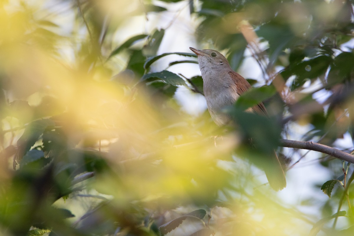 Common Nightingale - ML621675034