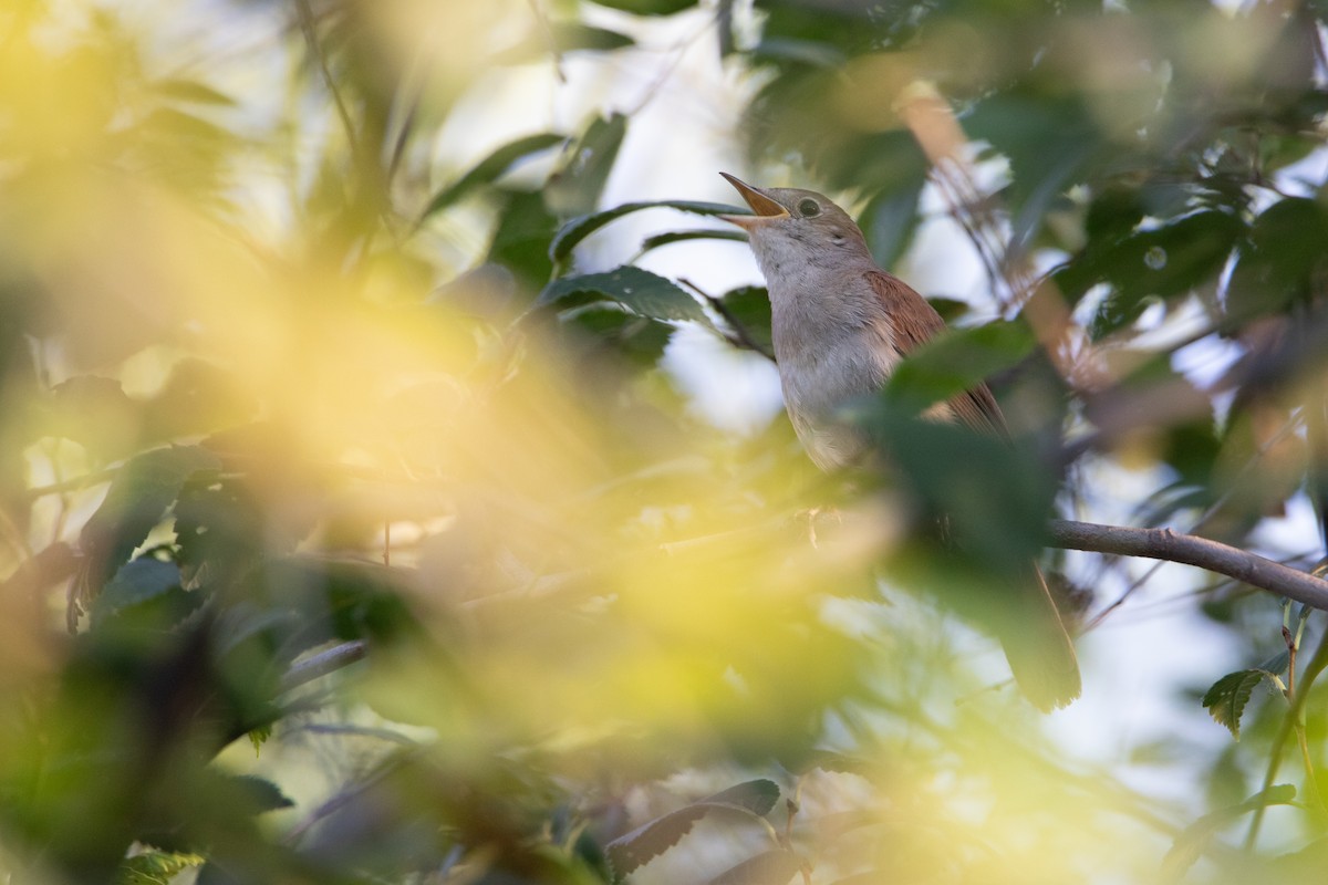 Common Nightingale - ML621675035