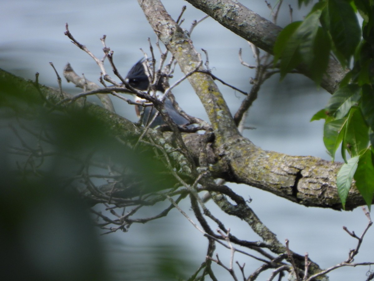 Belted Kingfisher - ML621675036