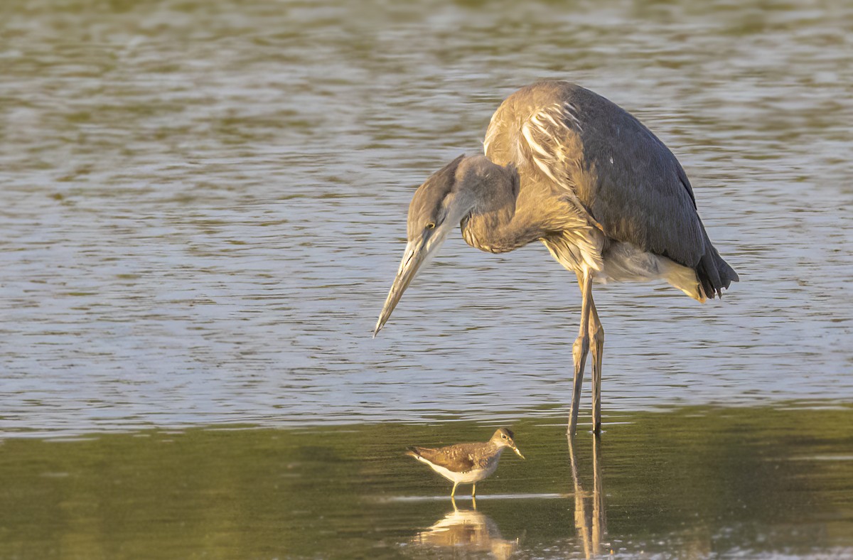 Great Blue Heron - ML621675038