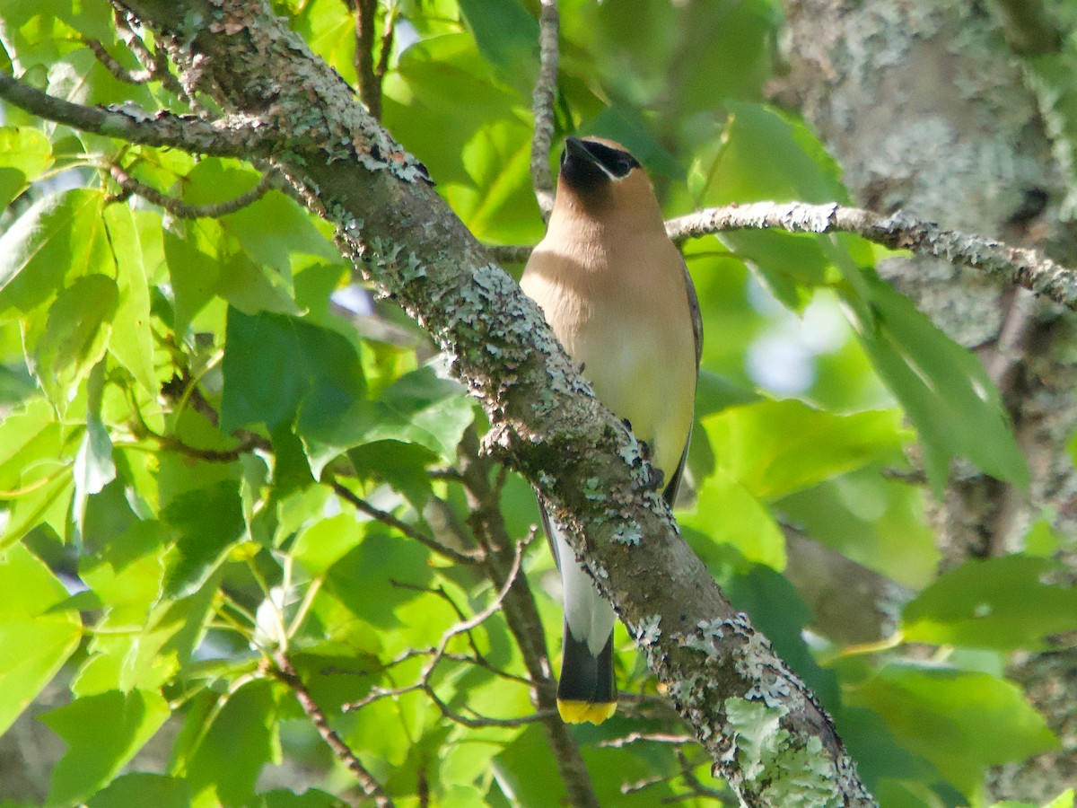 Cedar Waxwing - ML621675045