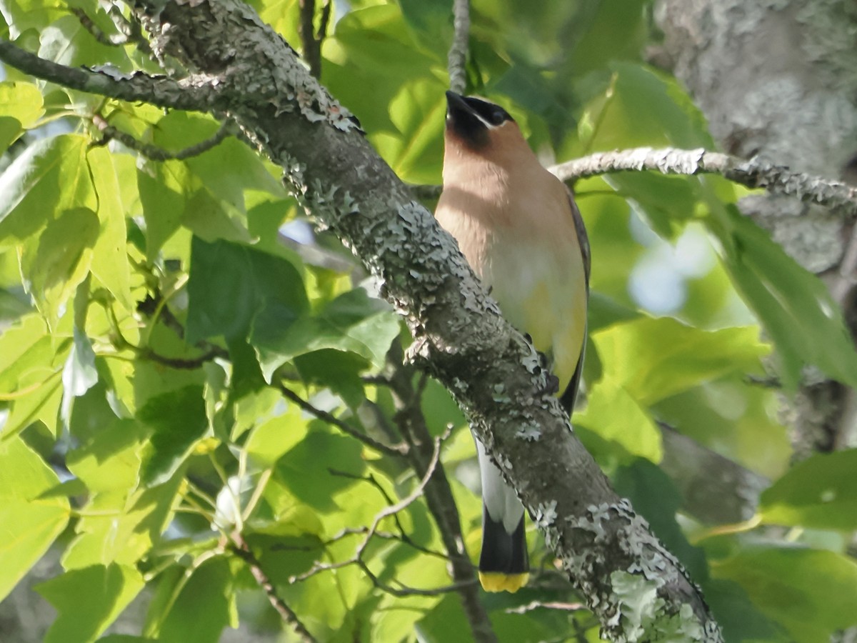 Cedar Waxwing - ML621675047