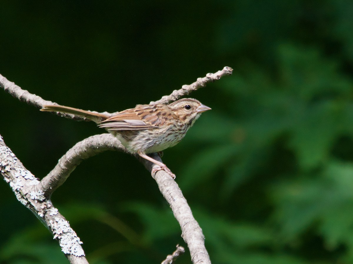 Song Sparrow - ML621675055