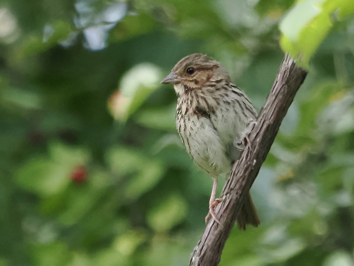 Song Sparrow - ML621675069