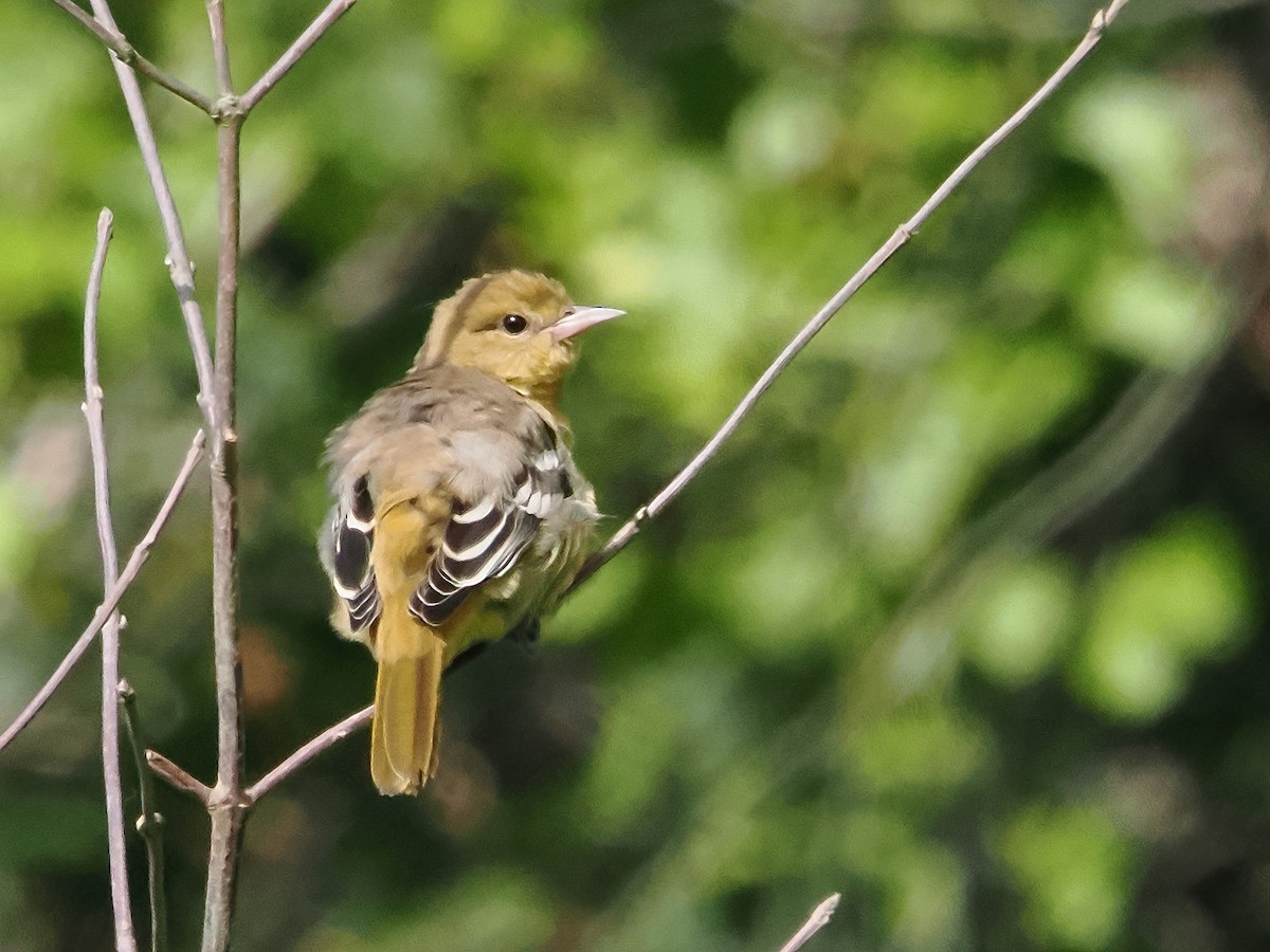 Baltimore Oriole - ML621675075