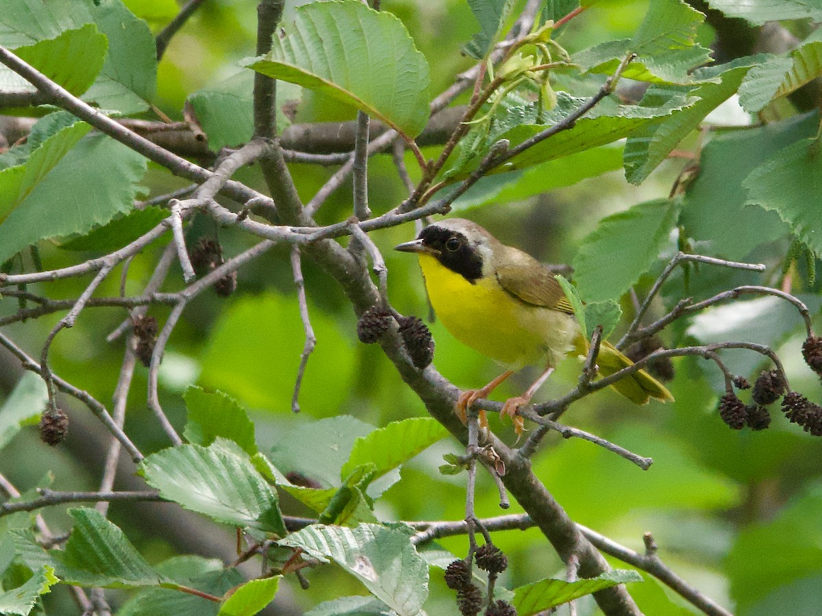 Common Yellowthroat - ML621675090