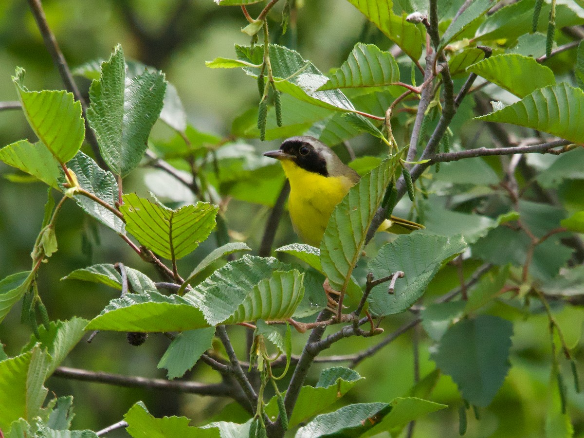 Common Yellowthroat - John Felton