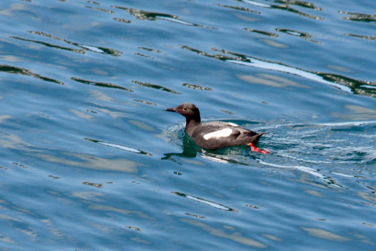 Pigeon Guillemot - ML621675100