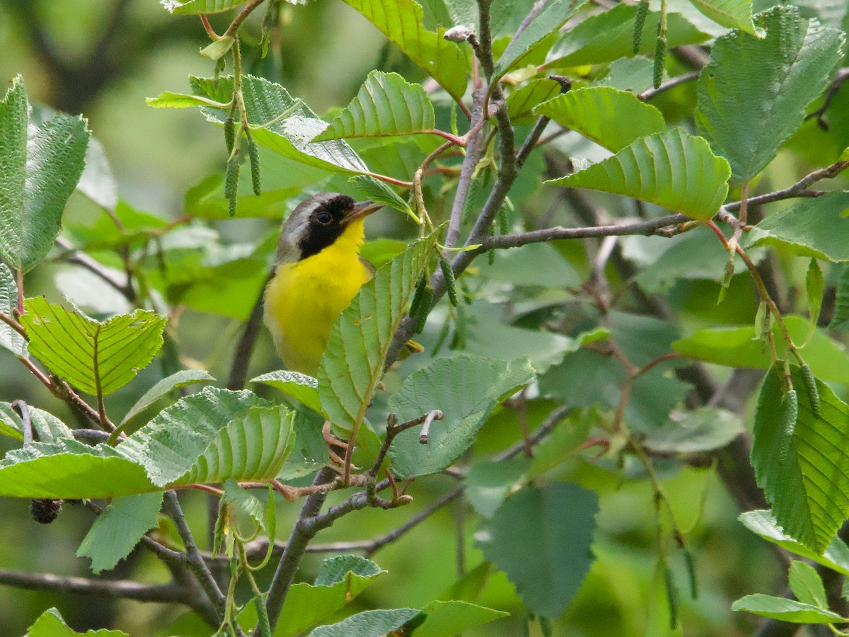 Common Yellowthroat - ML621675109