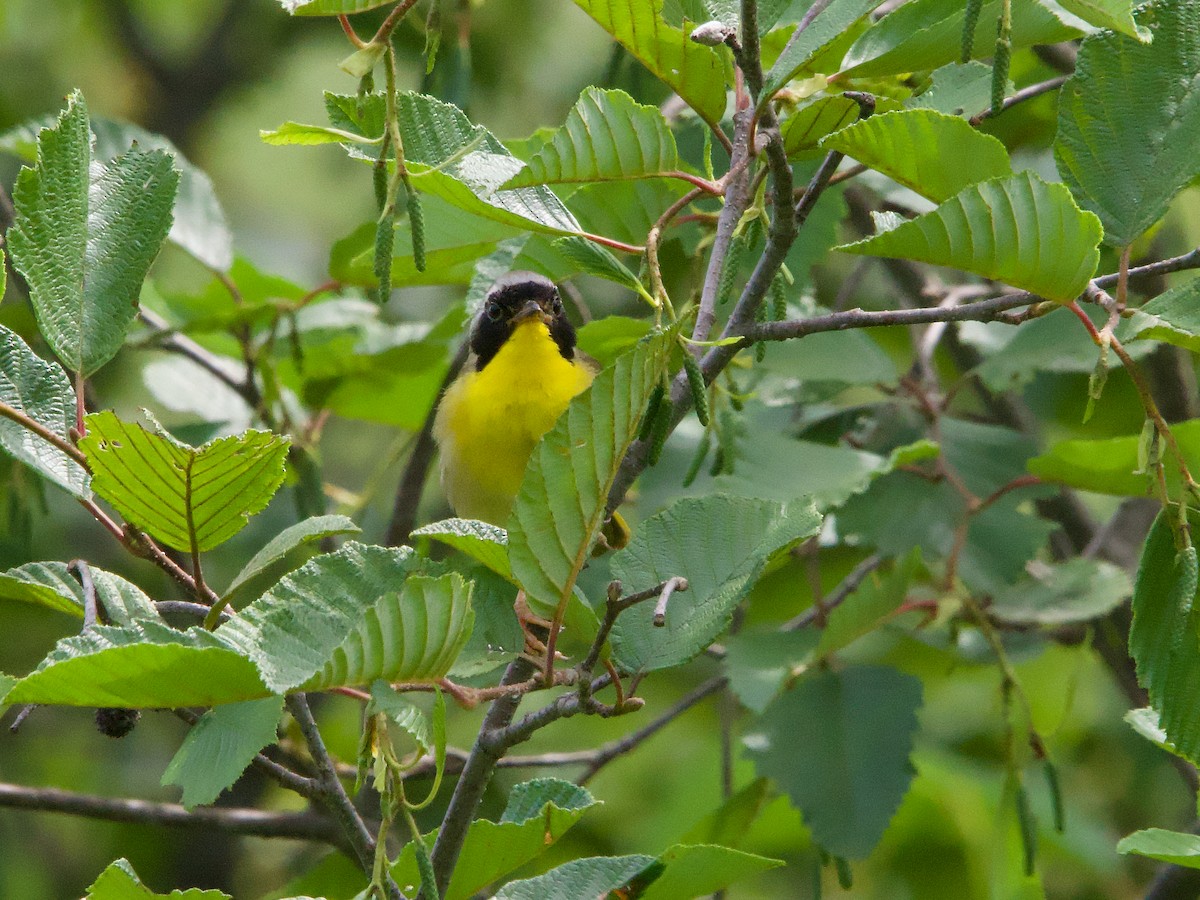 Common Yellowthroat - ML621675121