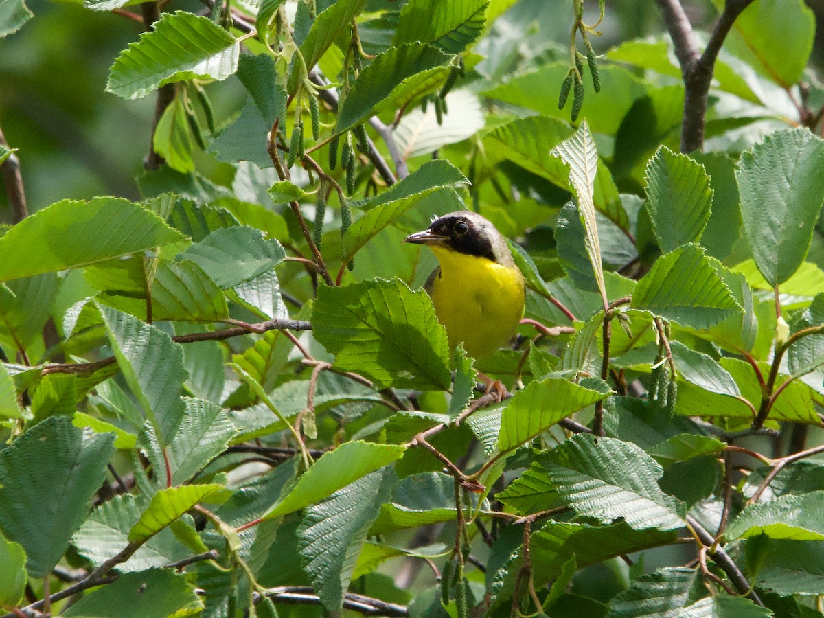 Common Yellowthroat - ML621675129