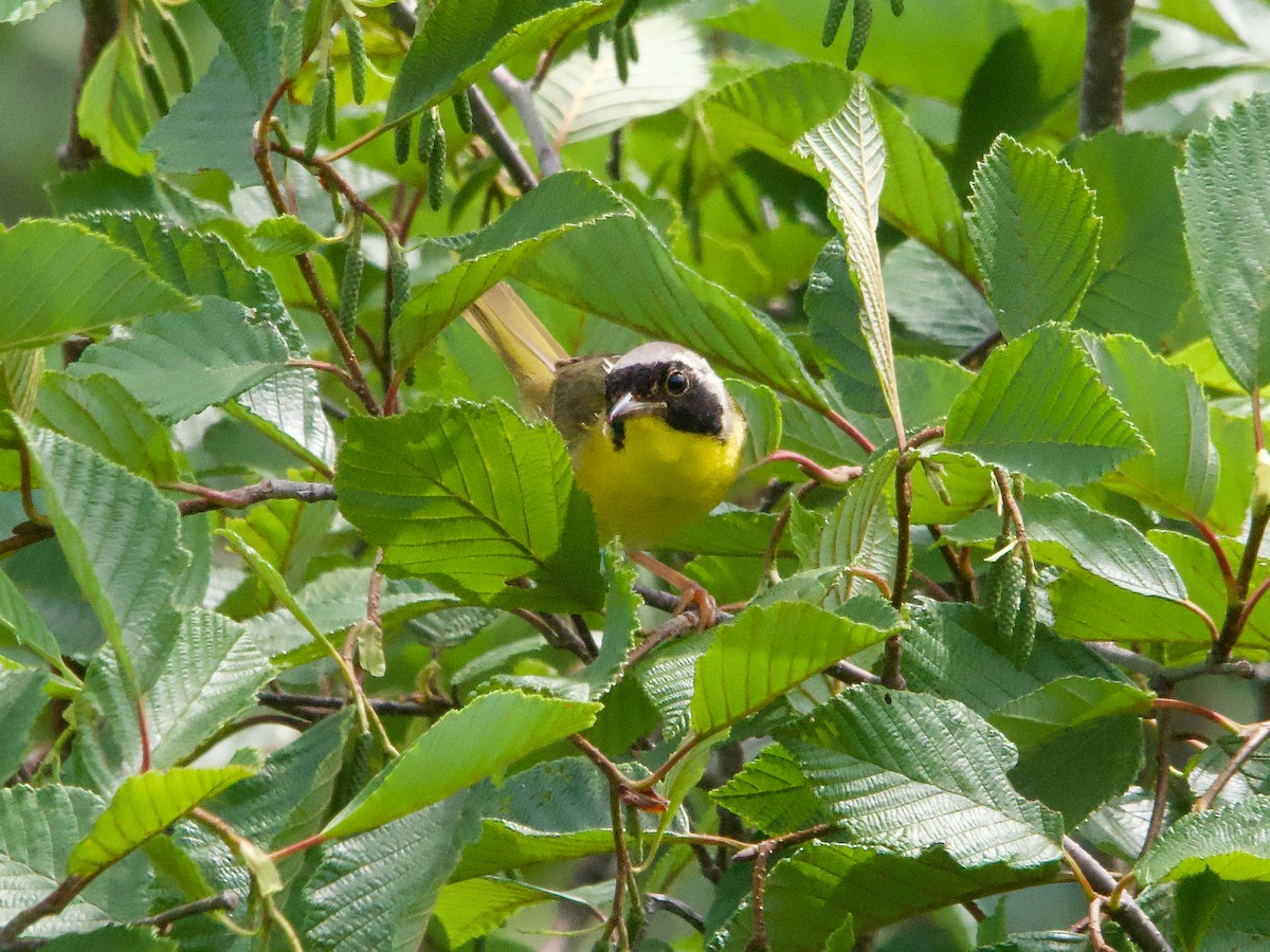 Common Yellowthroat - ML621675136