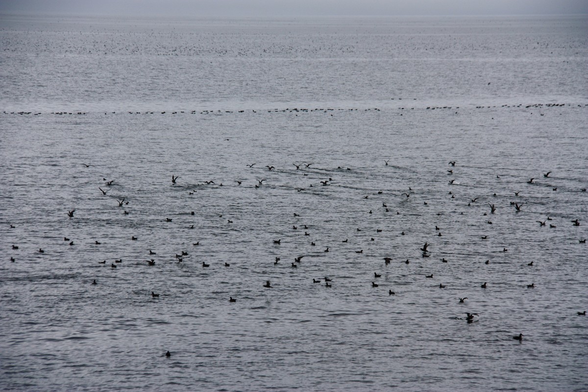 Short-tailed Shearwater - ML621675161