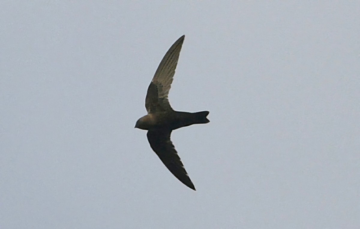 Black Swift - ML621675220