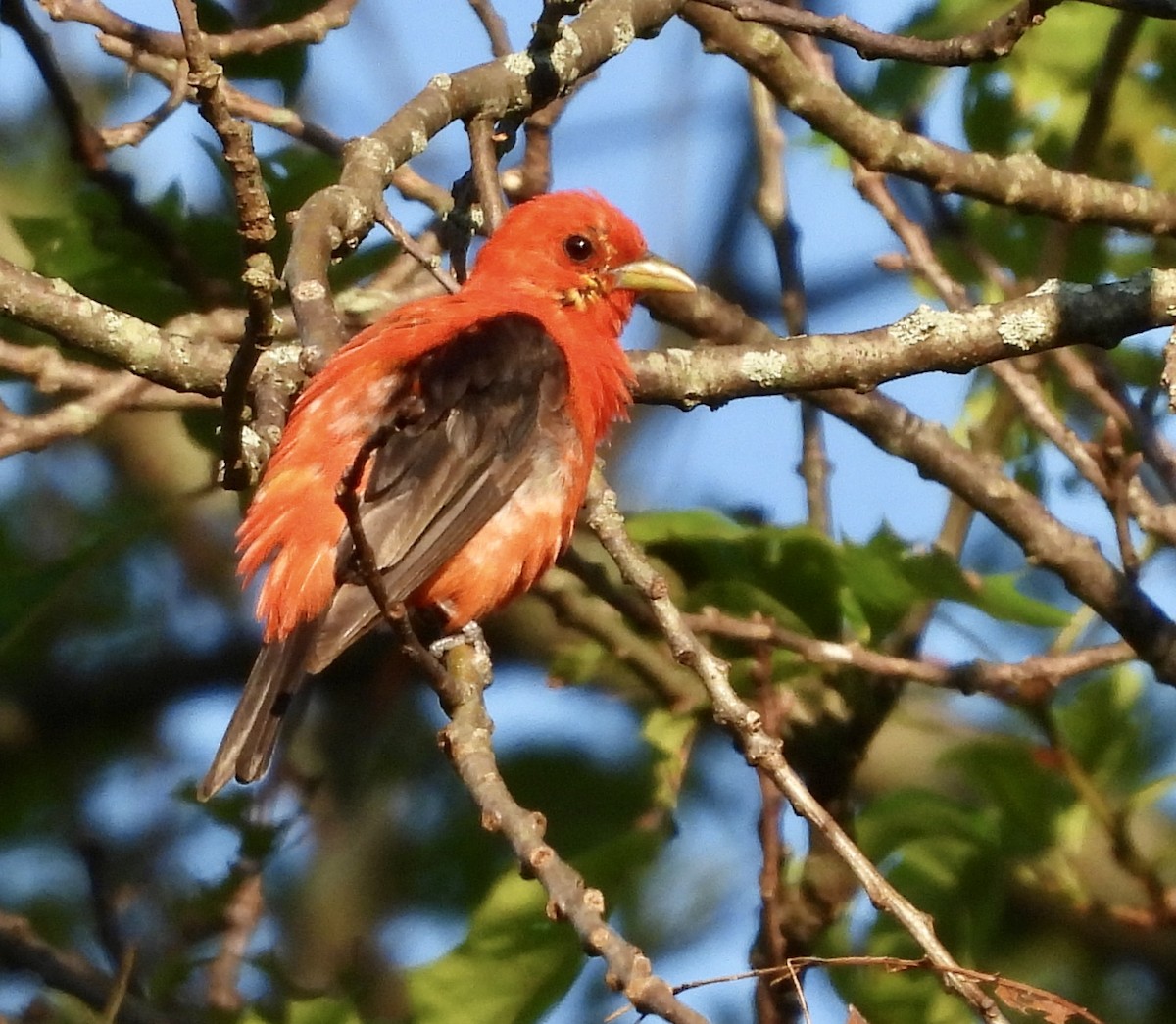 Scarlet Tanager - ML621675429