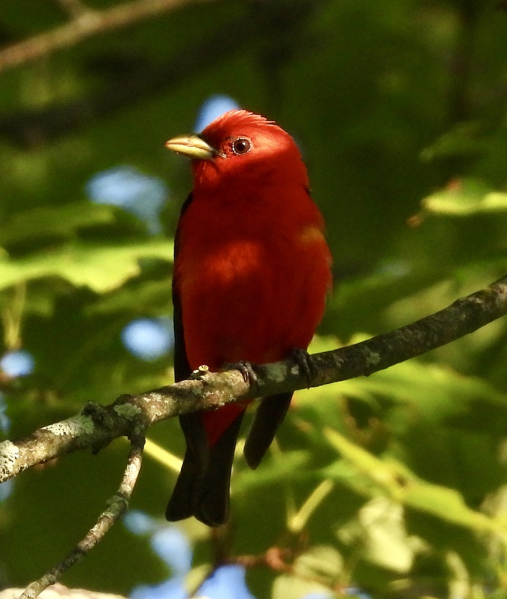 Scarlet Tanager - ML621675431