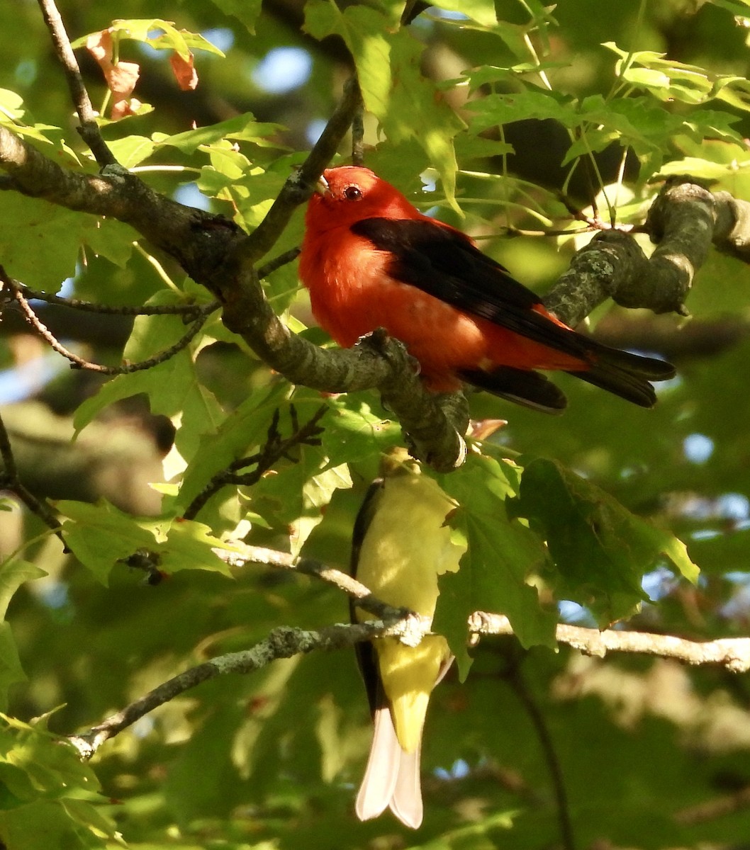 Scarlet Tanager - ML621675435