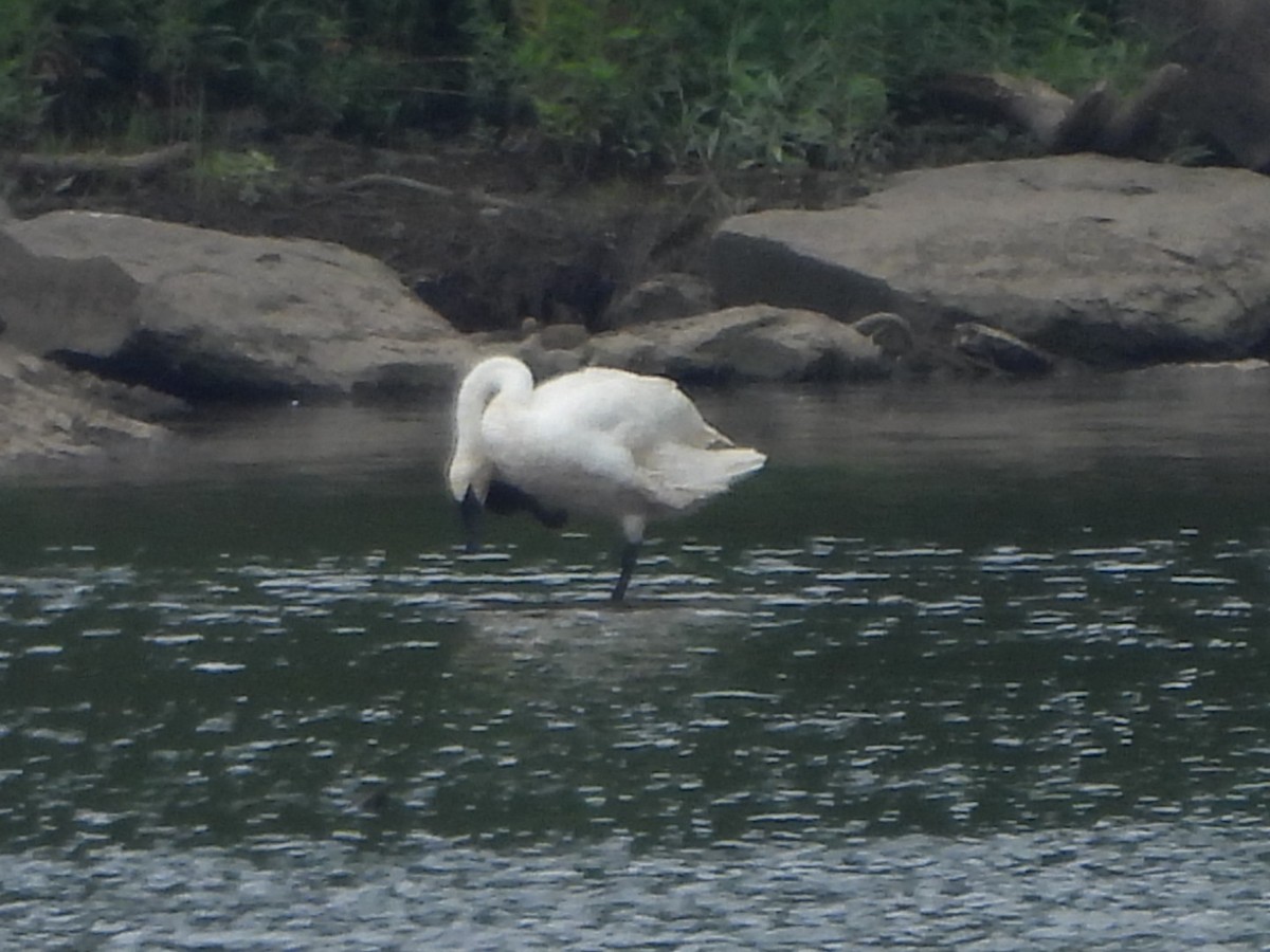 Trumpeter Swan - ML621675492