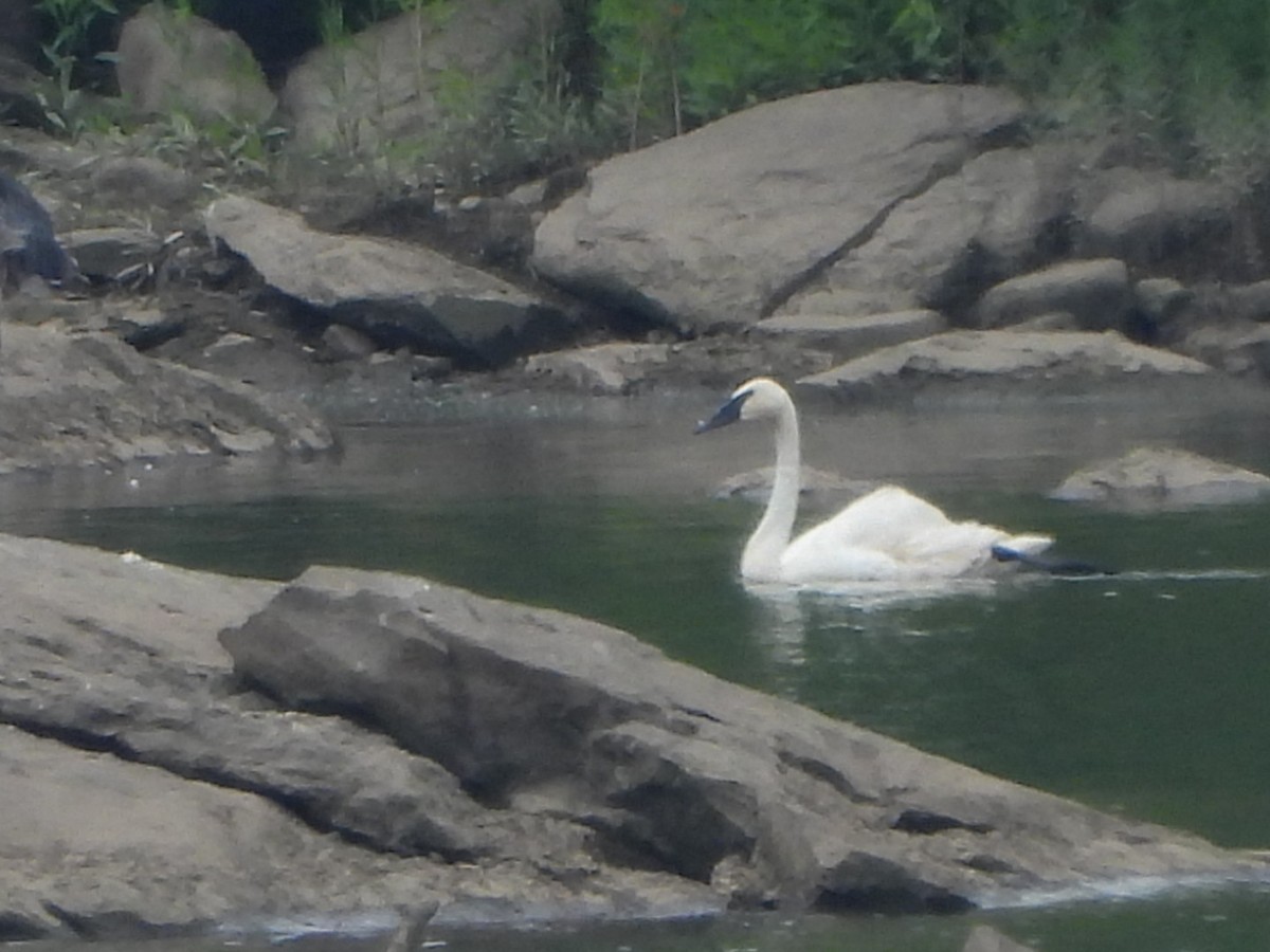 Trumpeter Swan - ML621675496