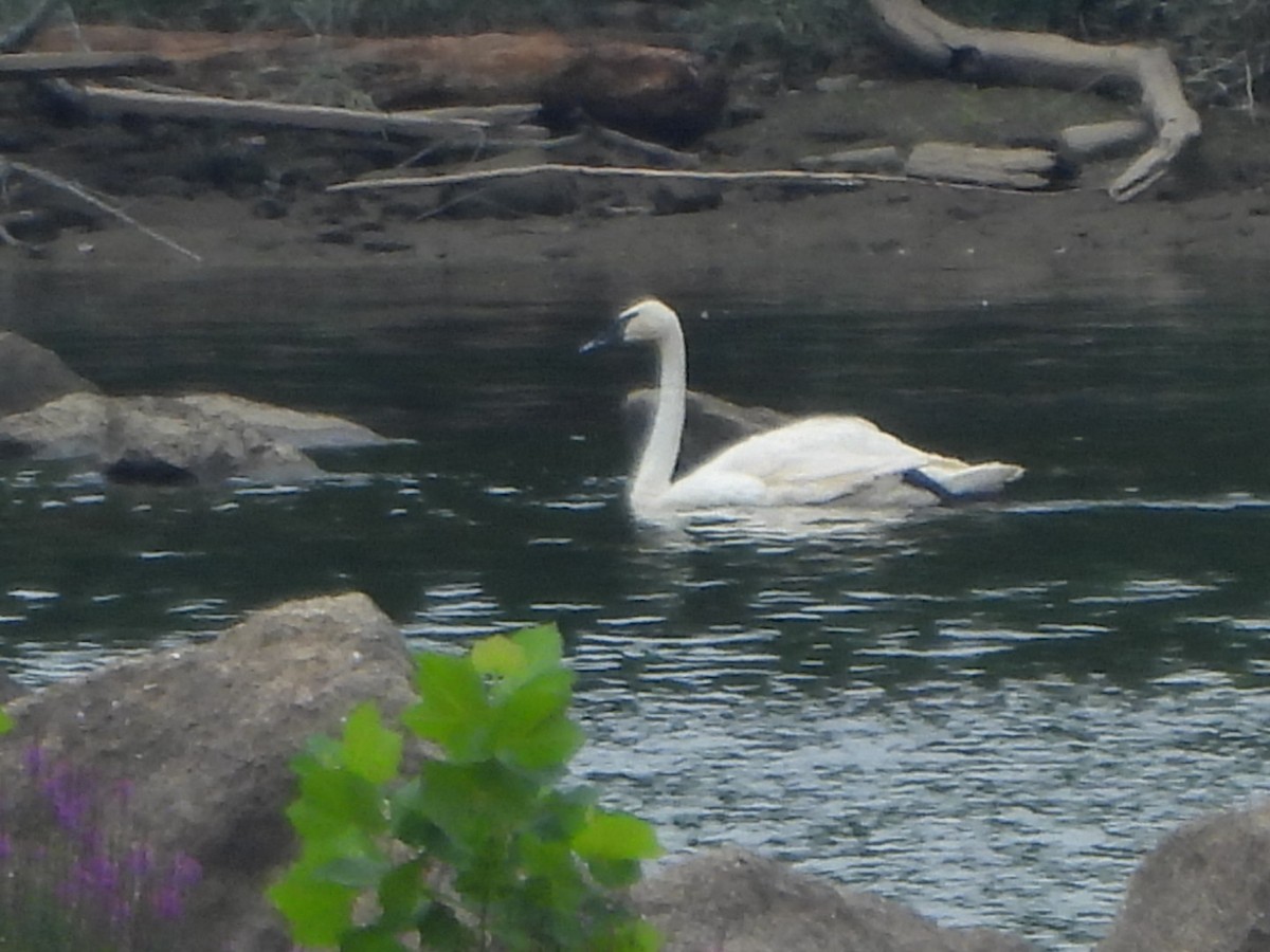 Trumpeter Swan - ML621675497