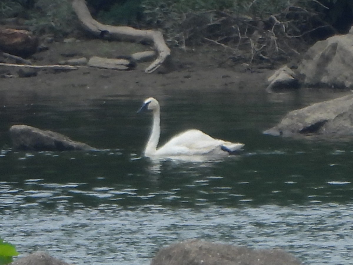 Trumpeter Swan - ML621675498