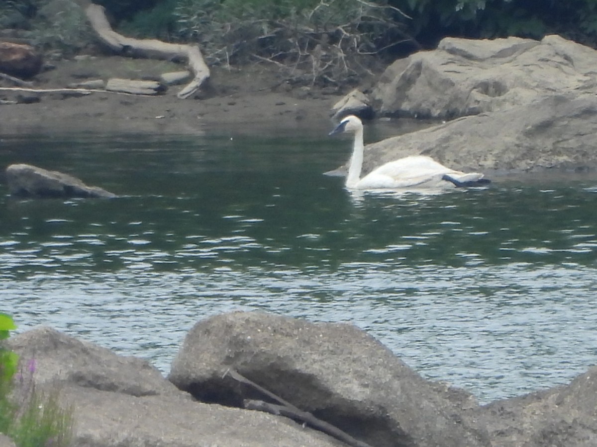 Trumpeter Swan - ML621675499