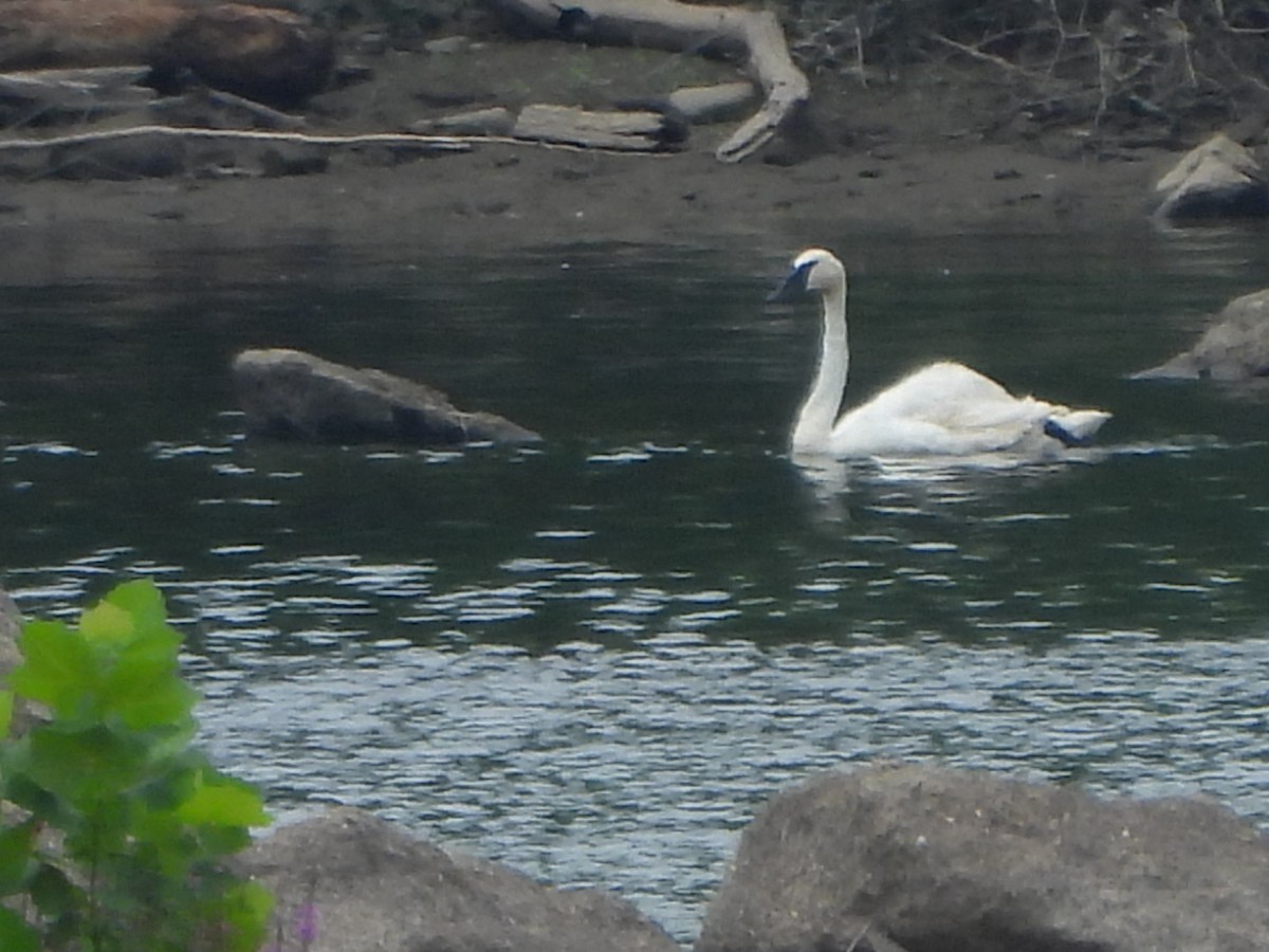 Trumpeter Swan - ML621675500