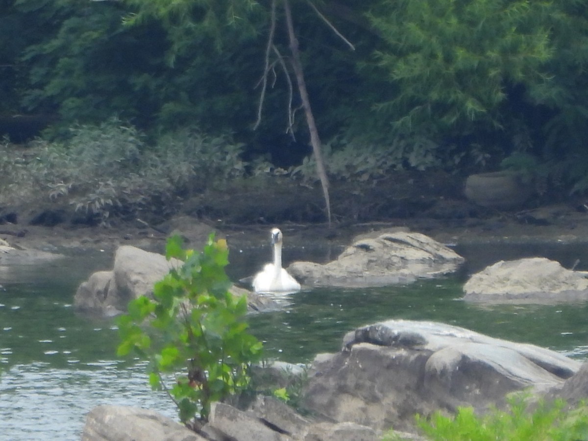 Trumpeter Swan - ML621675501