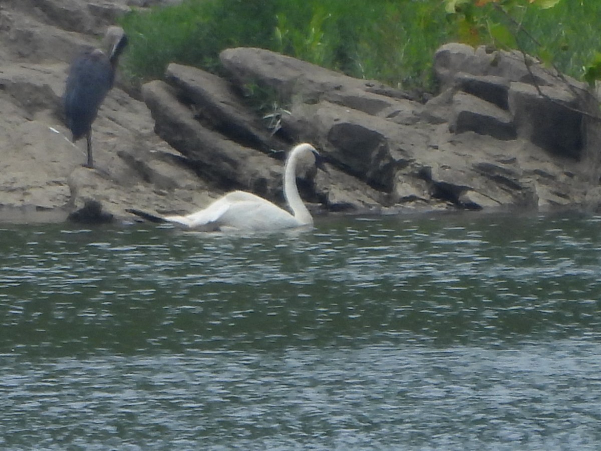 Trumpeter Swan - ML621675502