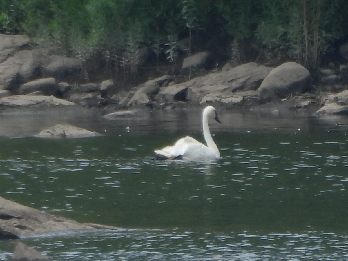 Trumpeter Swan - ML621675504