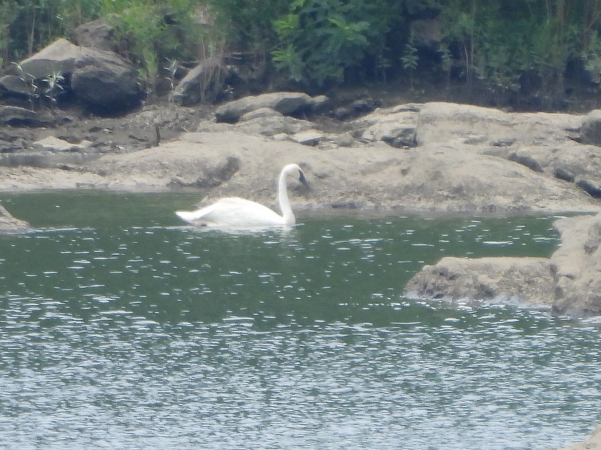 Trumpeter Swan - ML621675506