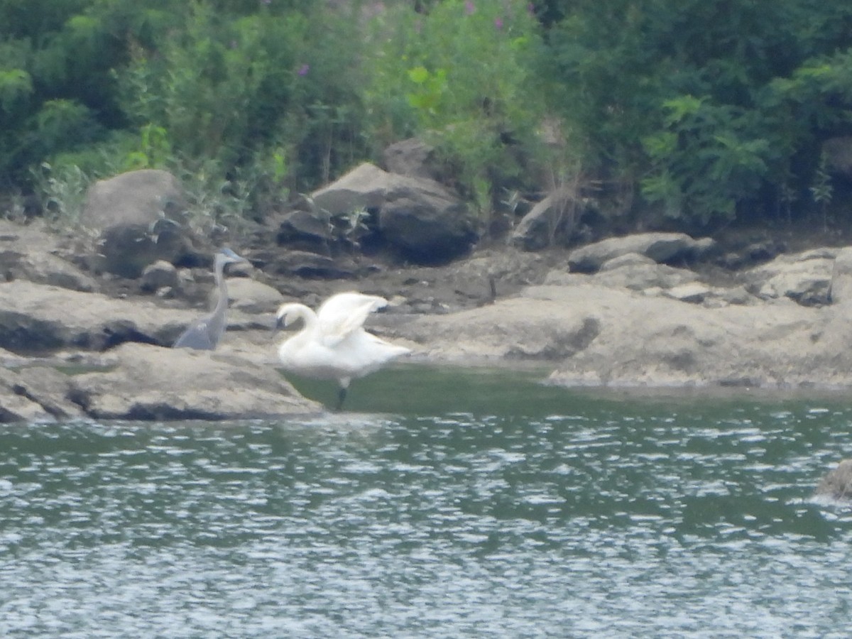 Trumpeter Swan - ML621675508