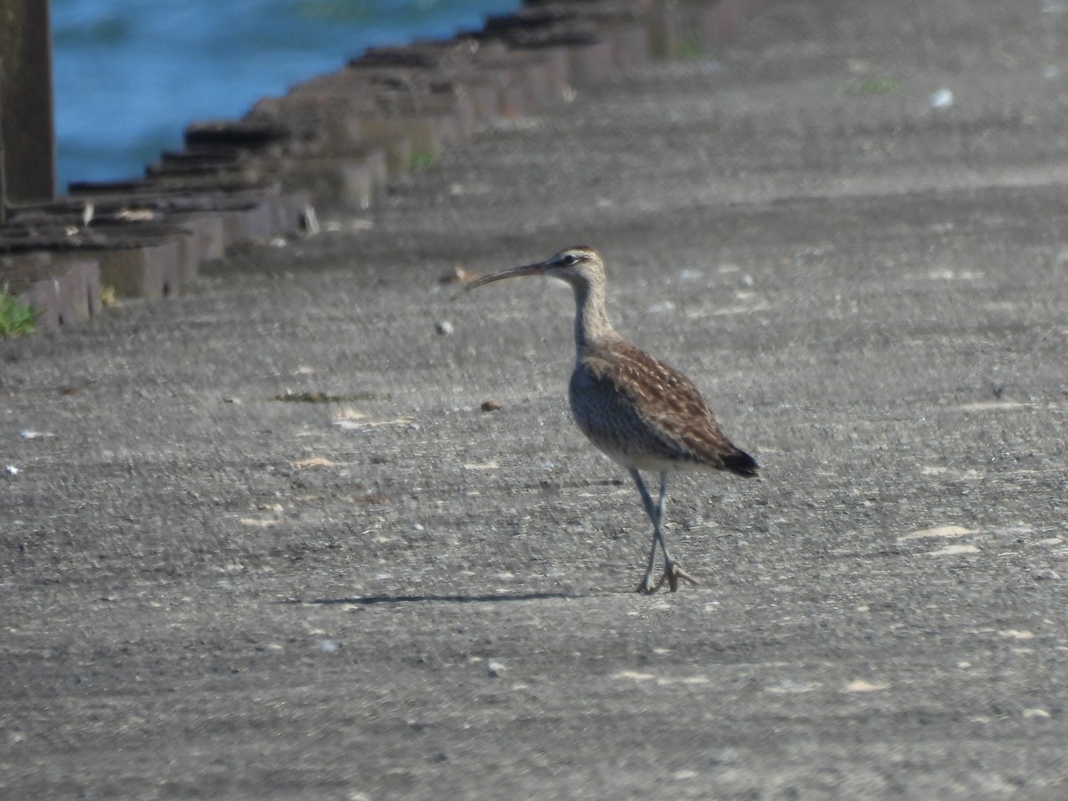 Whimbrel - Ann Branch