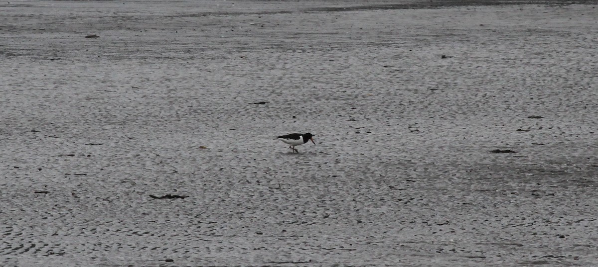 Eurasian Oystercatcher - ML621675571