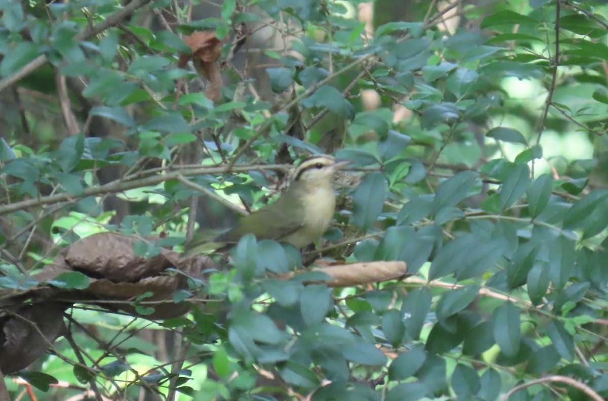 Worm-eating Warbler - ML621675575