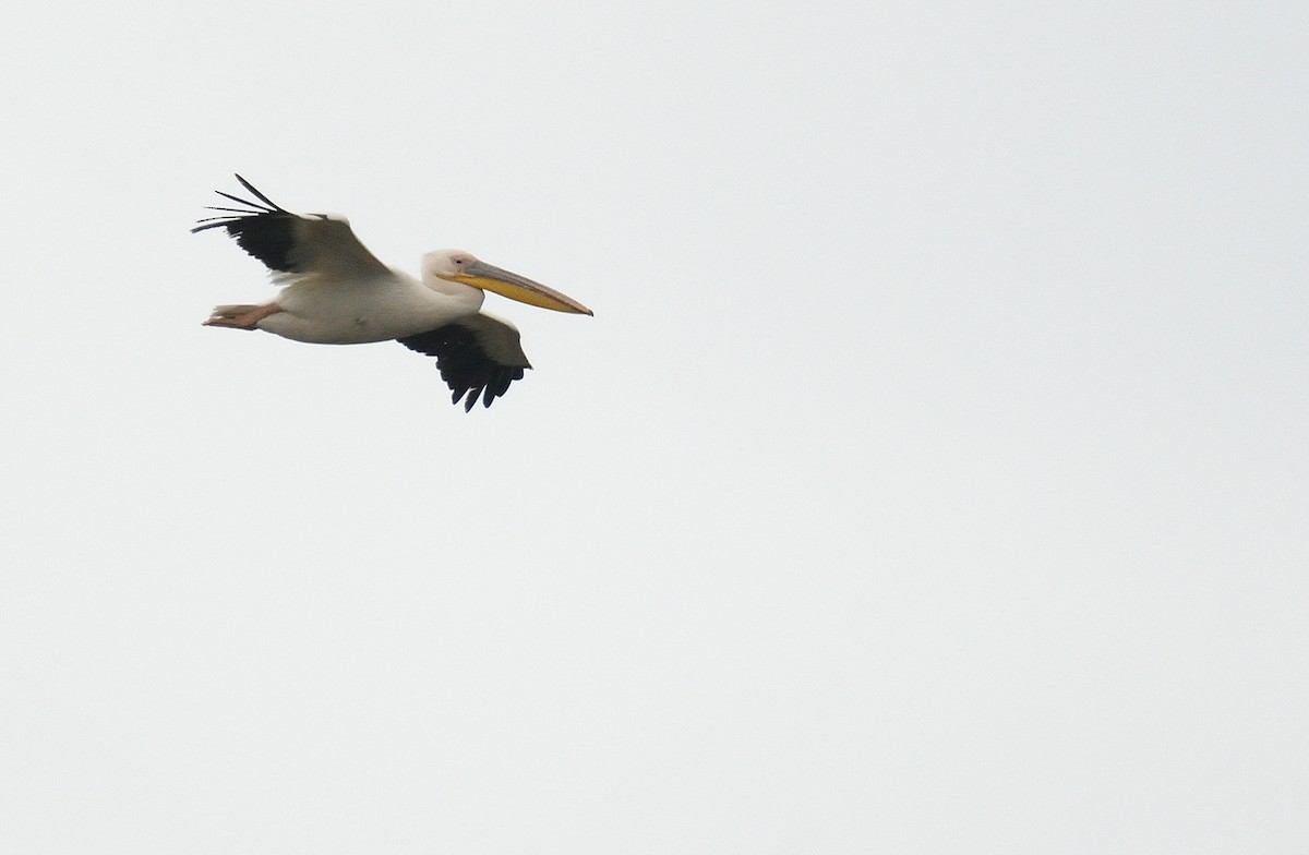 Great White Pelican - Carlos Alberto Ramírez