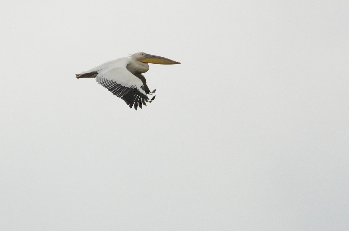 Great White Pelican - Carlos Alberto Ramírez