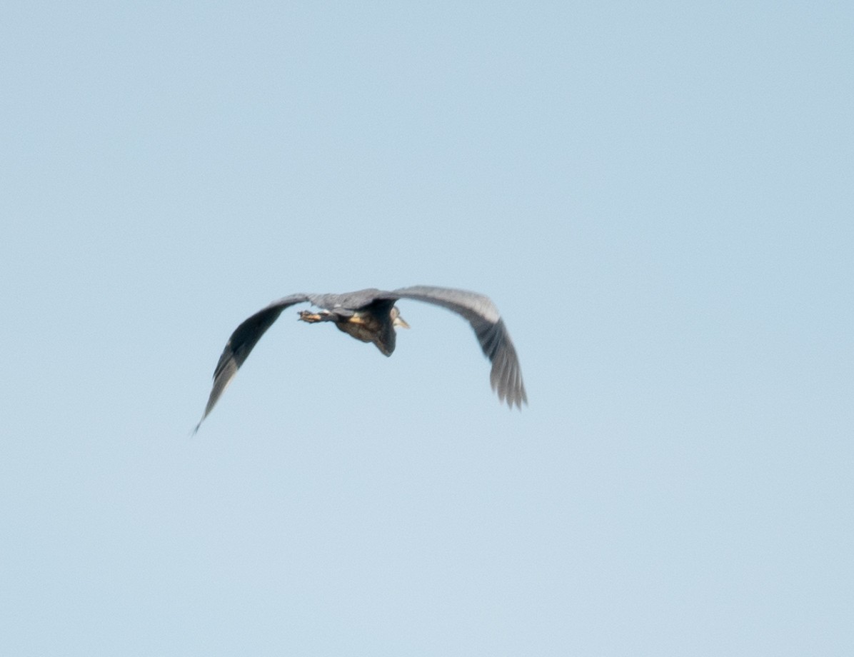 Great Blue Heron - ML621675637