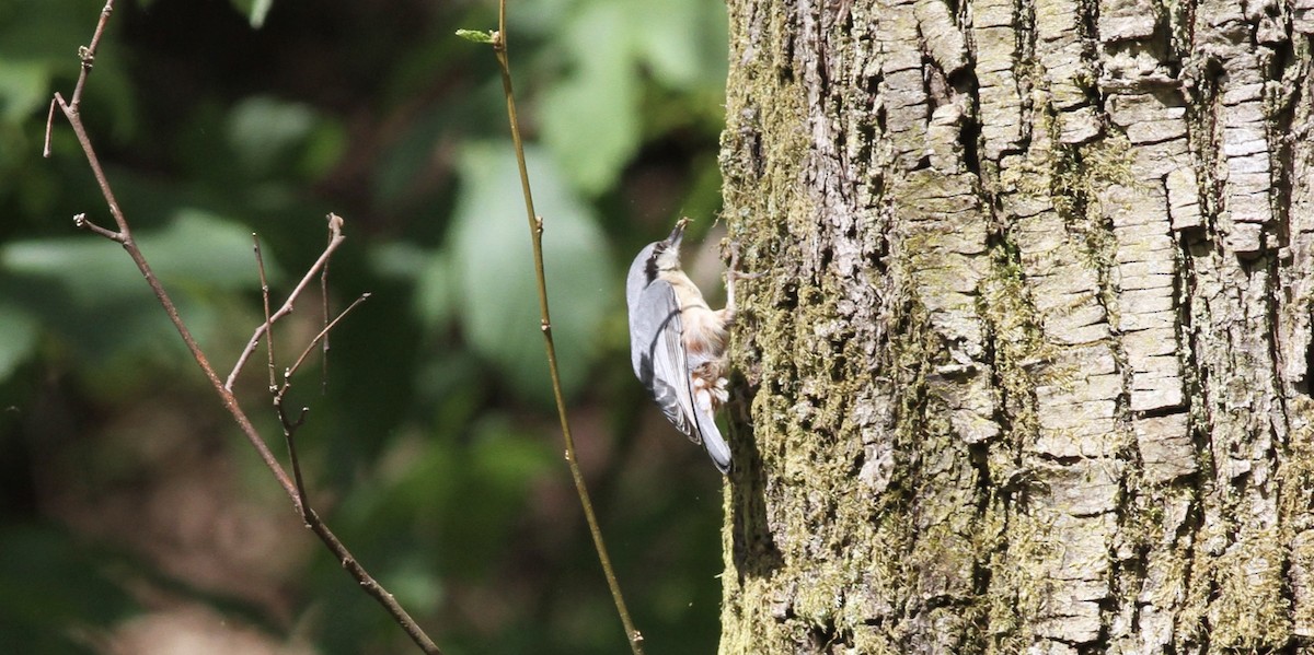 Eurasian Nuthatch - Anabel&Geoff Harries