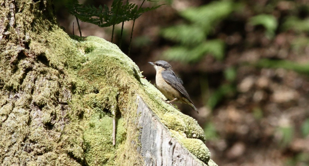 Eurasian Nuthatch - ML621675693