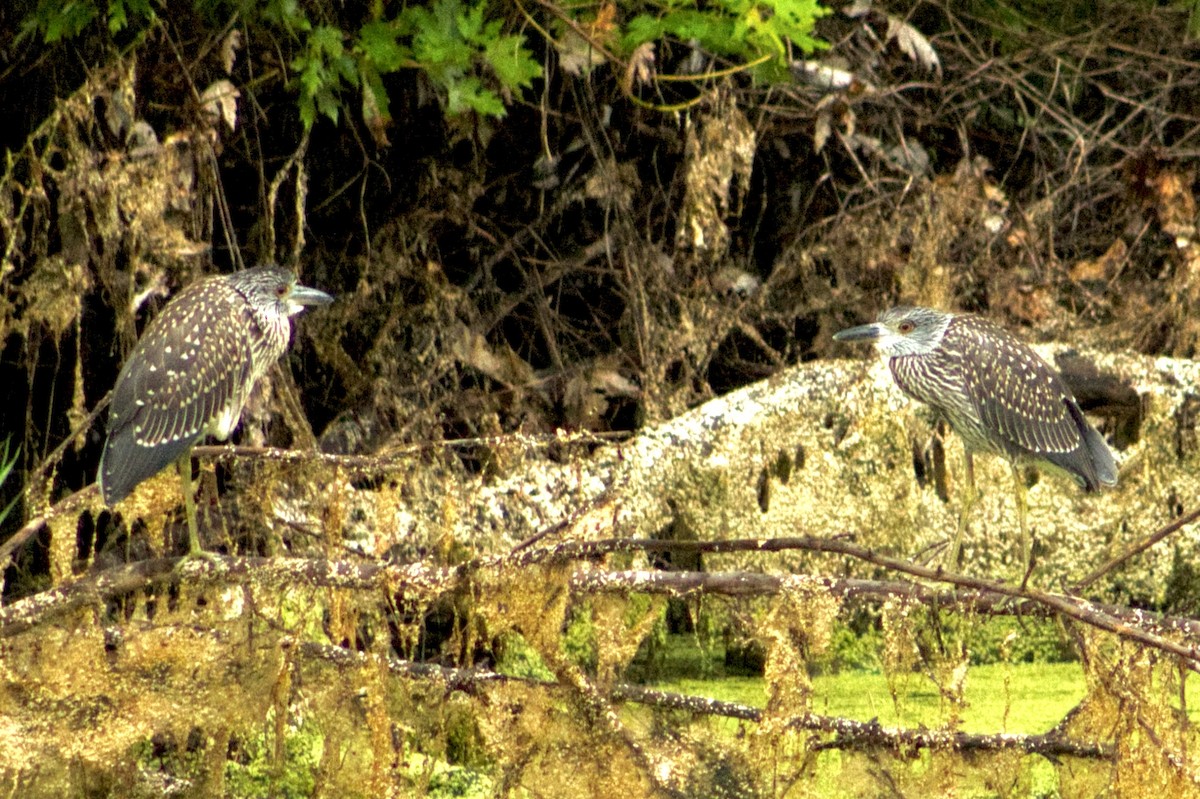 Yellow-crowned Night Heron - ML621675706