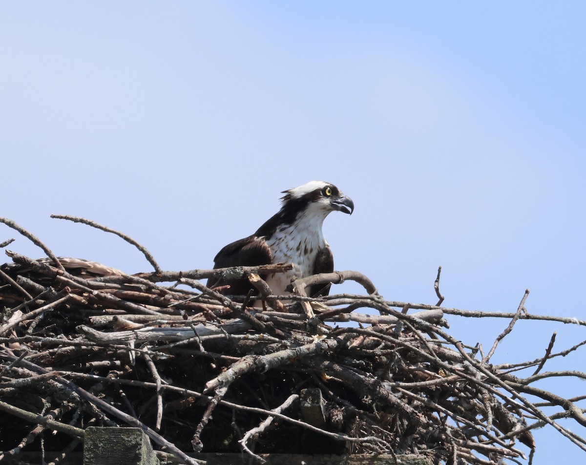 Osprey - ML621675707