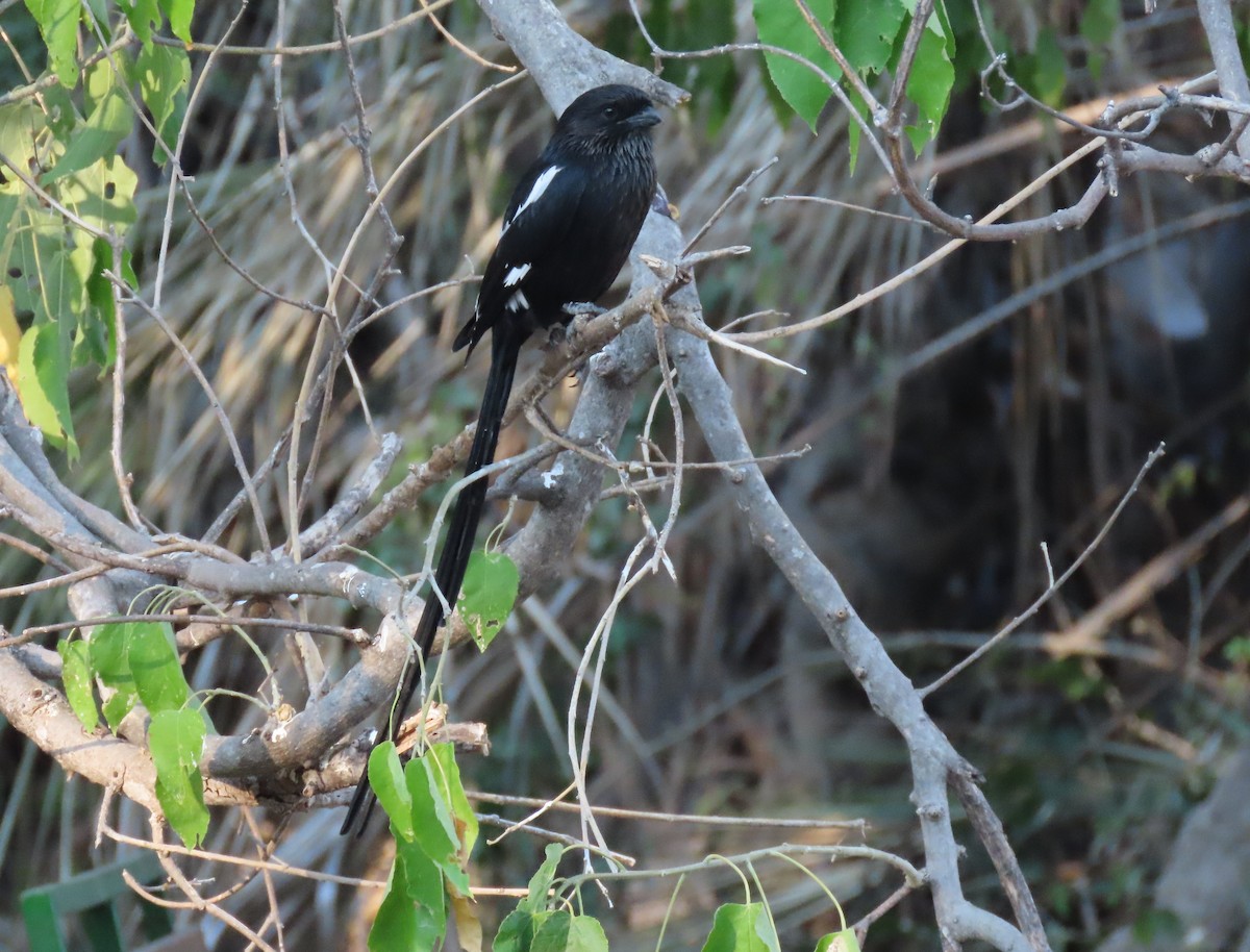 Magpie Shrike - ML621675733