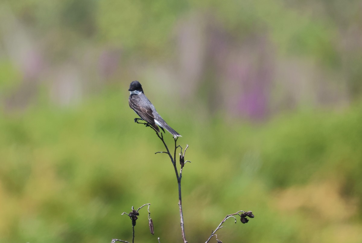 Eastern Kingbird - ML621675735