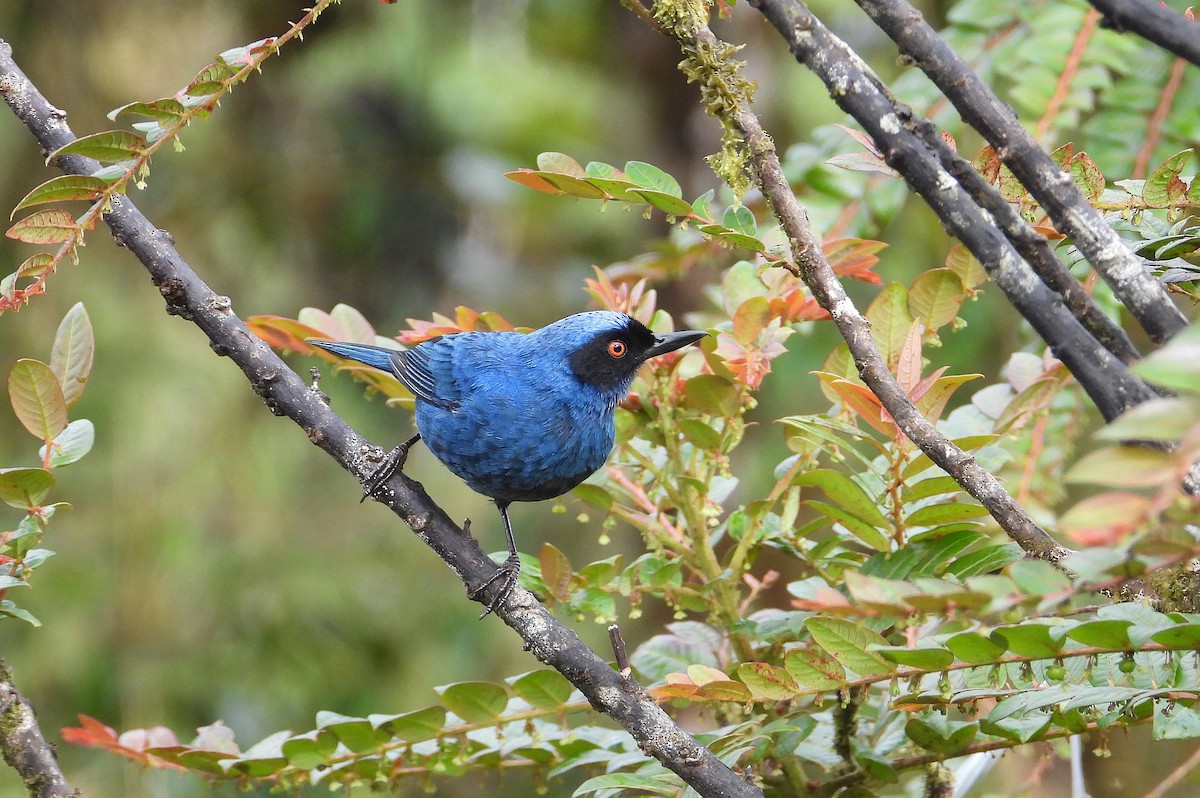 Masked Flowerpiercer - ML621675792