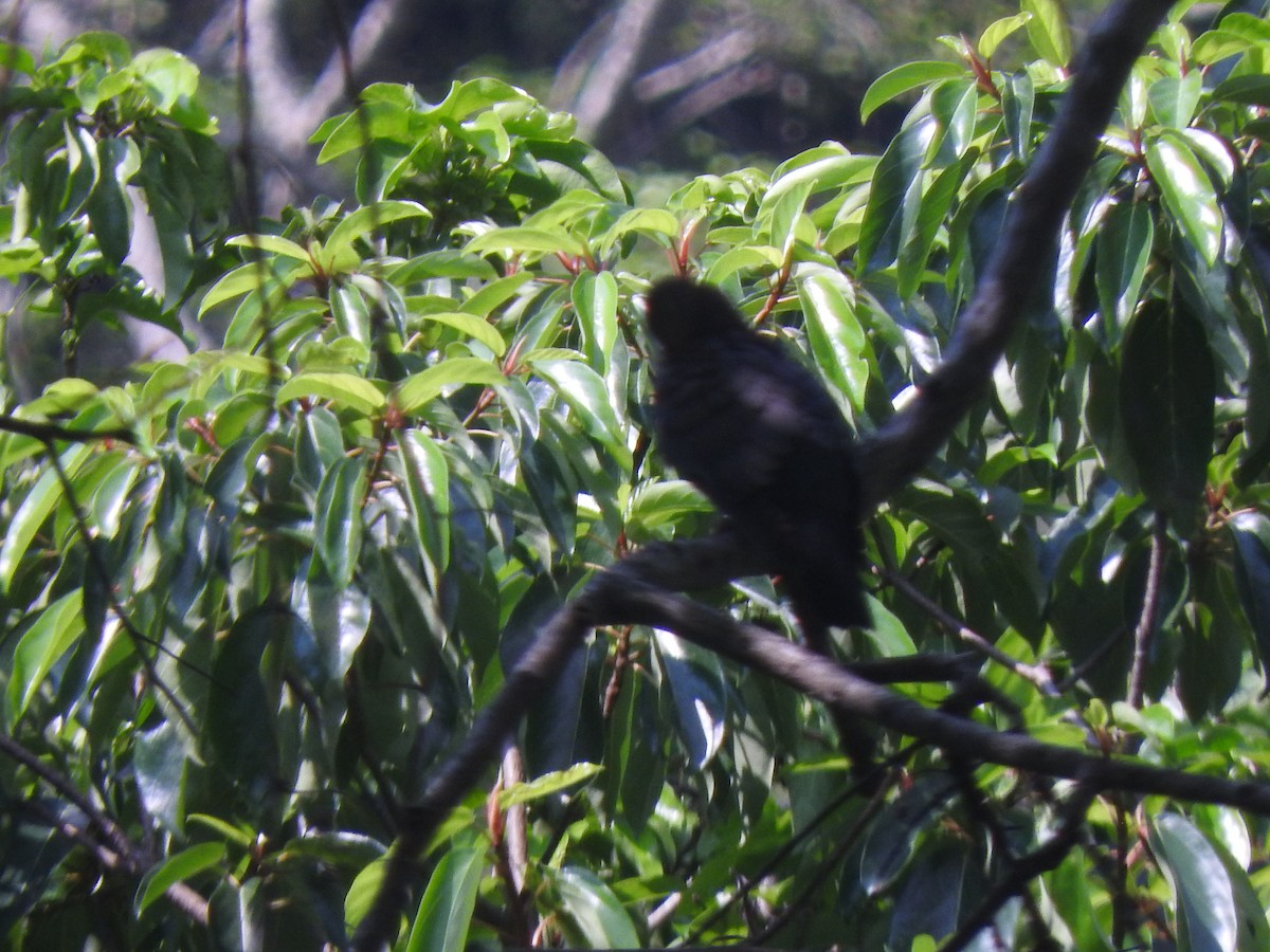 Ruddy Quail-Dove - ML621675813