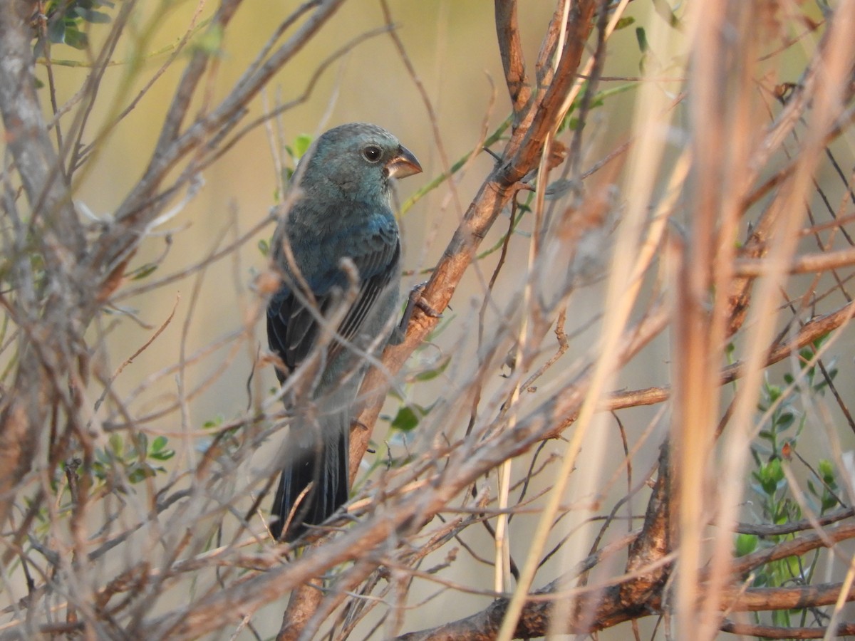 Glaucous-blue Grosbeak - ML621675843