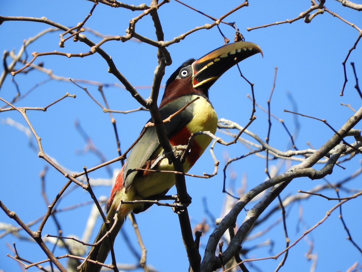 Chestnut-eared Aracari - ML621675868